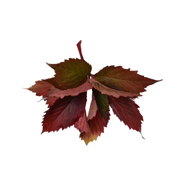 Folhas Vermelhas Árvore Outono Fundo Branco — Fotografia de Stock