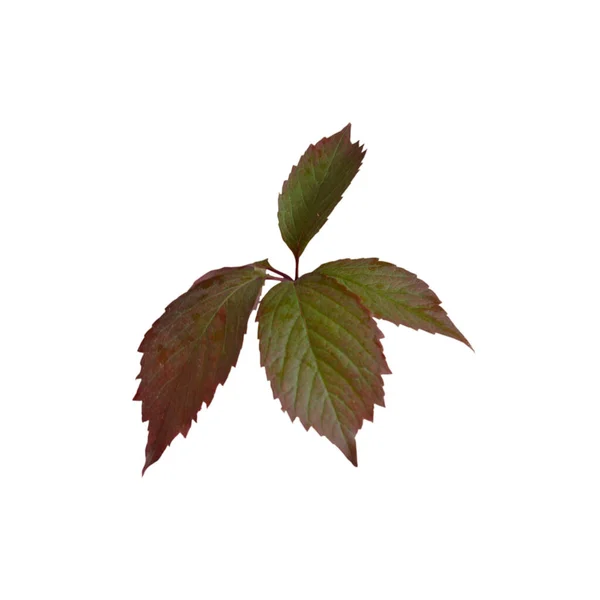 Grönt Och Rött Löv Vit Bakgrund — Stockfoto