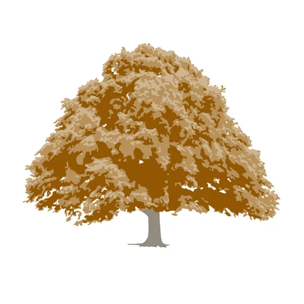 秋天色彩的橡木古树图解 — 图库矢量图片