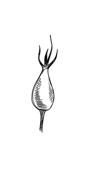 Рисунок Бедра Шиповника Ботанический Векторный Набросок Цветок Каракулей Графика Ромашки — стоковый вектор