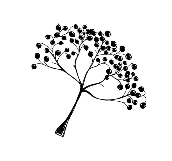 Rowan Hand Drawn Illustration Botanical Vector Sketch Doodle Flower Daisy — Stock Vector