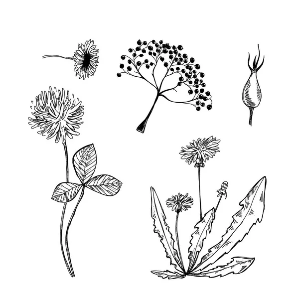 Botanical Hand Drawn Illustration Dandelion Vector Sketch Doodle Shamrock Flower — стоковый вектор