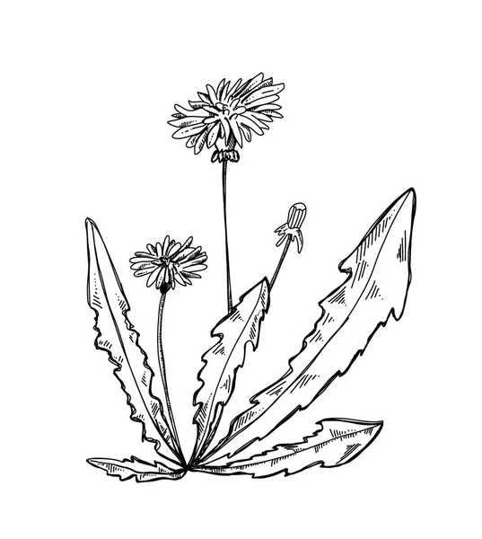 Dandelion Hand Drawn Illustration Botanical Vector Sketch Doodle Flower Daisy — ストックベクタ