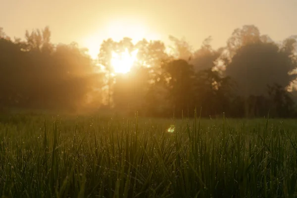 美しい日の出米緑のフィールドのぼかし — ストック写真
