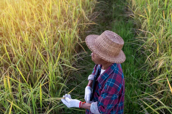 Agricultor Tailandês Sênior Segurando Laptop Trabalhando Campo Arroz Para Verificar Fotos De Bancos De Imagens Sem Royalties