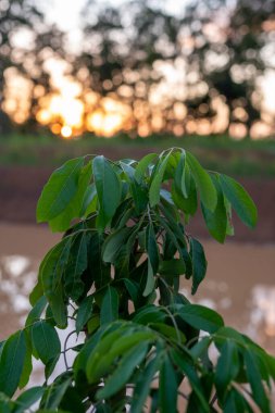 Çiftlikteki yeşil yaprağı kapat.