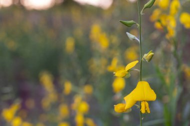Çiftçilikte seçici odak noktası kenevir ve güneş ışığı