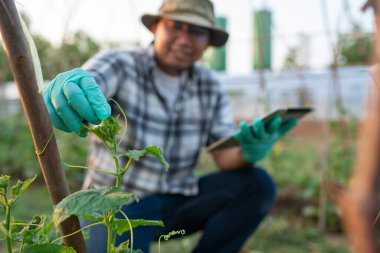 Güneş enerjisinden veya yenilenebilir enerjiden su kullanan organik sebze bahçelerinin kalite denetimi