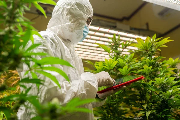 Giardiniere Che Indossa Indumenti Protettivi Lavoro Utilizzando Foglie Cannabis Controllo — Foto Stock