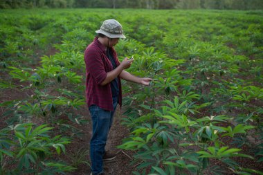 Young cassava farmer uses a smartphone to take pictures of cassava leaves to analyze their growth.