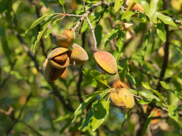 Group Almost Ripe Almonds Shell Seeds Branch End Summe — Stock Photo, Image