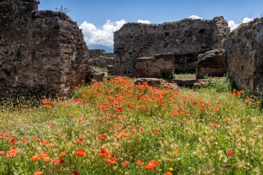 Pompeii, Napoli, Compania, İtalya 'nın kalıntılarında yetişen gelincikler.