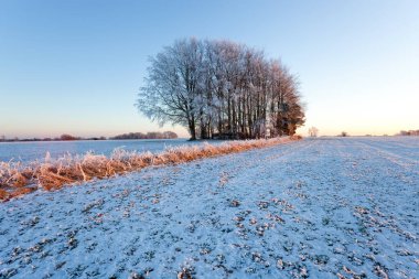 Kar manzarası ve ağaçlar, Gloucestershire, İngiltere