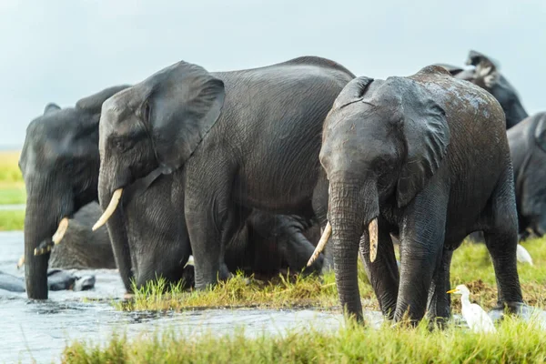 Elefanten Chobe Nat Botswana Afrika — Stockfoto