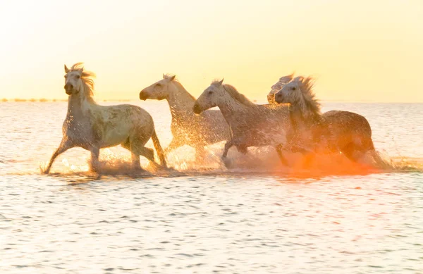 Cavalos Brancos Correndo Pela Água Camargue França — Fotografia de Stock