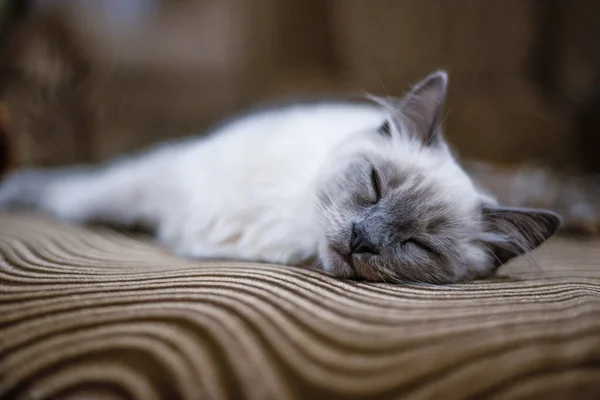 Die Katze Schläft Friedlich Und Entspannt Auf Einem Weichen Braunen — Stockfoto