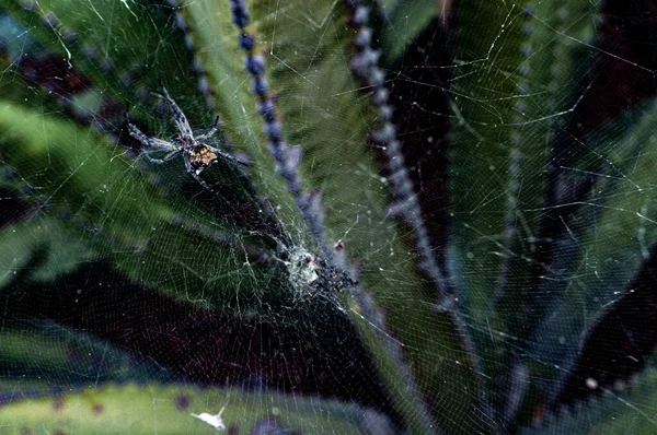 Aranha Tece Sua Teia Entre Ramos Cardon Aproveitando Escuridão Noite — Fotografia de Stock