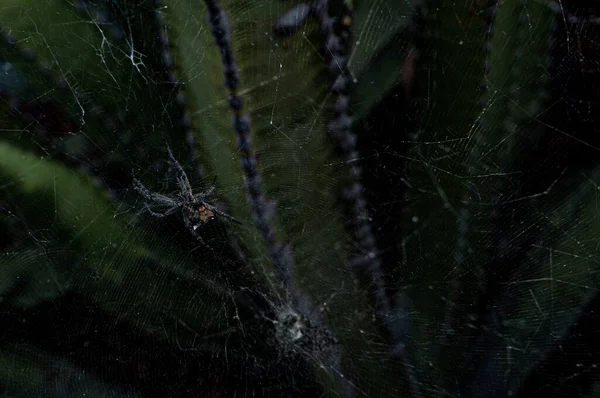 Aranha Tece Sua Teia Entre Ramos Cardon Aproveitando Escuridão Noite — Fotografia de Stock