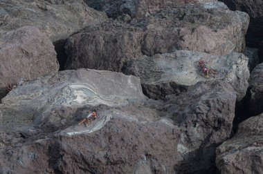 Öfkeli deniz kenarındaki bir yengeç volkanik kayalarda sessizce güneşleniyor.