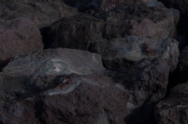 Öfkeli deniz kenarındaki bir yengeç volkanik kayalarda sessizce güneşleniyor.