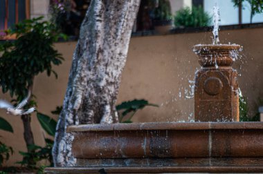 Kumru çeşmeden içtikten sonra ayrılıyor.