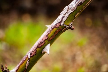 Gül çalısı kendini düşmanlardan korumak için dikenlerle kaplıdır.