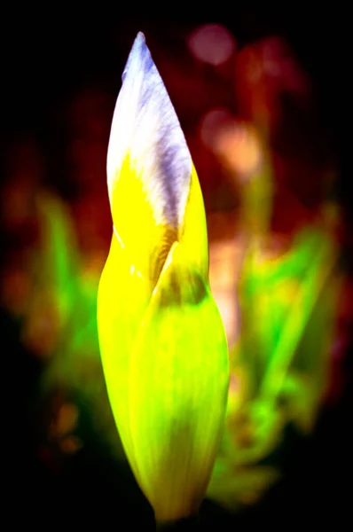Μπουμπούκι Λουλούδι Κλείνει Και Προστατεύει Την Λεπτή Εφήμερη Ομορφιά Από — Φωτογραφία Αρχείου