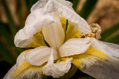 Bahar güneşinin sıcak ışınları çıktığında çiçek ölmeyi reddeder.