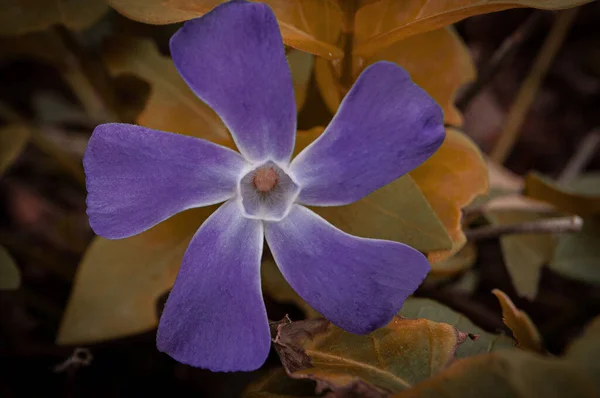 Фіолетова Квітка Яка Піддає Пилок Сонцю Щоб Закликати Весни — стокове фото