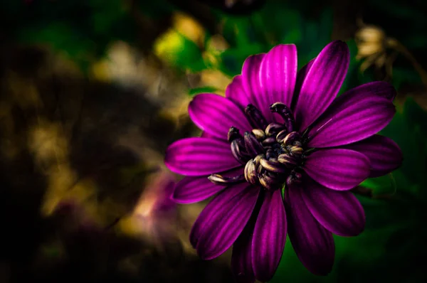Die Violette Blume Die Ihre Pollen Der Sonne Aussetzt Nach — Stockfoto