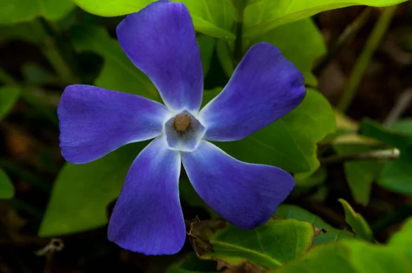 Фіолетова Квітка Яка Піддає Пилок Сонцю Щоб Закликати Весни Ліцензійні Стокові Зображення