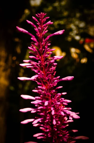 Jak Czerwony Kwiat Spike Wyróżnia Się Cieniu Parku — Zdjęcie stockowe