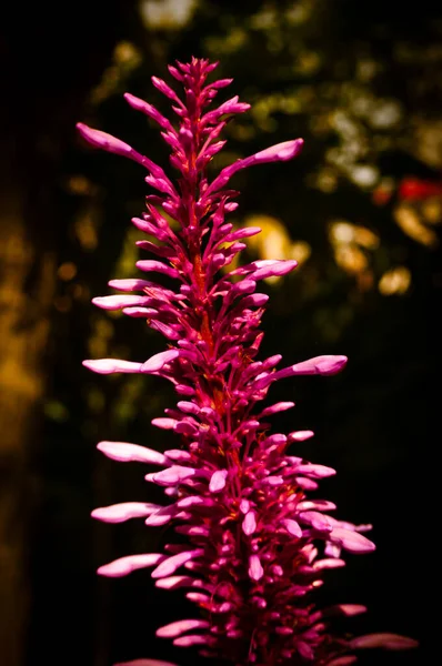 Come Fiore Rosso Spicca Nelle Ombre Del Parco — Foto Stock