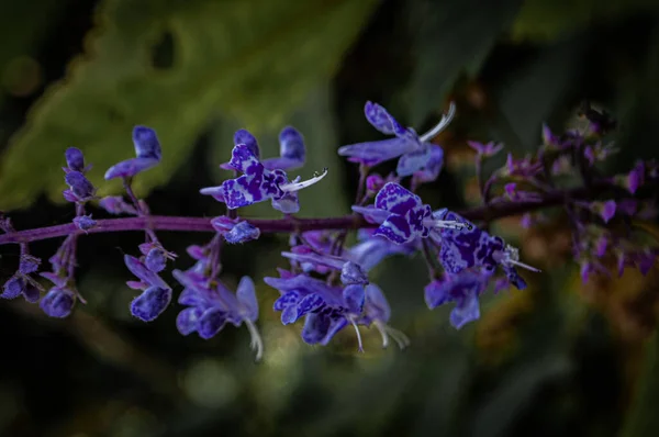 Ramo Flores Malvas Marcan Una Formación Línea Que Sobresale Sobre — Foto de Stock