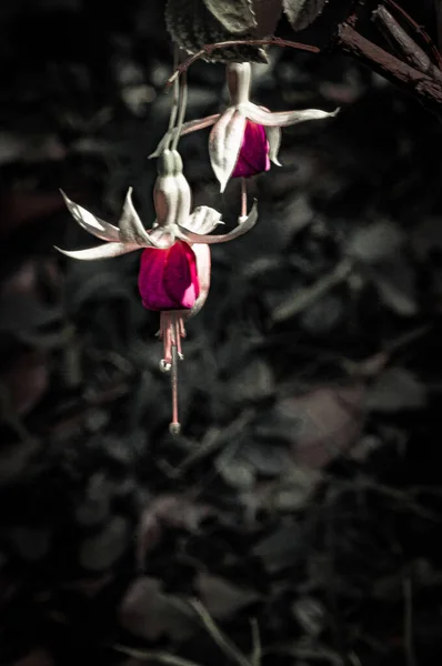 Fiore Rotondo Con Suoi Pistilli Forma Orecchini Spiccano Nell Ombra — Foto Stock