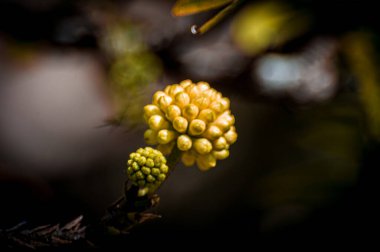 Bitki, çiçeğin ortaya çıkması için bir koza oluşturur.