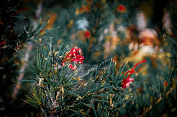 Aranha Constrói Sua Teia Buscando Abrigo Reduzindo Beleza Flor — Fotografia de Stock