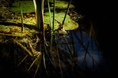 Suyun yansımaları ormanın gölgelerindeki küçük balıkları ortaya çıkarıyor.