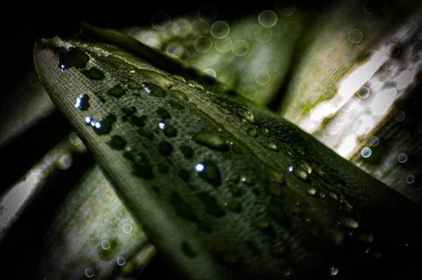 Большие Зеленые Листья Растений Каплями Дождевой Воды Тени Леса — стоковое фото