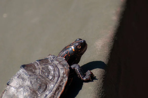 Die Schildkröte Wärmt Sich Auf Wenn Sie Sich Der Morgensonne — Stockfoto