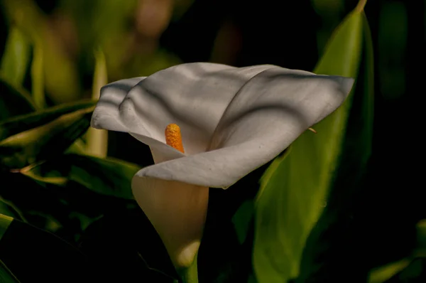 Белый Цветок Зовет Насекомых Желтыми Пестиками Утреннем Солнце — стоковое фото