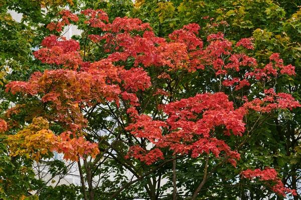 Russia Moscow Red Maple Mid September Streets City — Stock Photo, Image