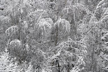 Soğuk bir aralık günü ağaçlarda gümüş Filigran soğuğu