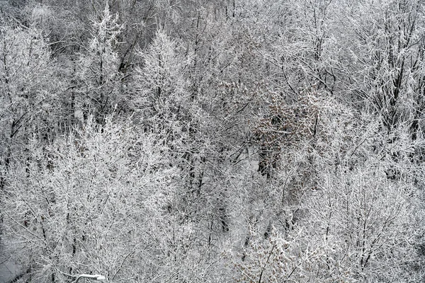 Stříbrný Filigránský Chrapot Stromech Mrazivý Prosincový Den — Stock fotografie