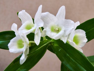 Şubat 'ta çiçek açan Dendrobium orkideleri