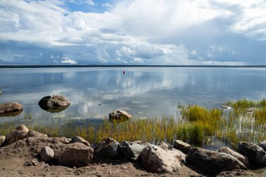 Kaesmu Estonya Baltık Sahili. Her kuş kendi taş arazisinde. 