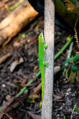 Zoo Zürih 'te bir kertenkele