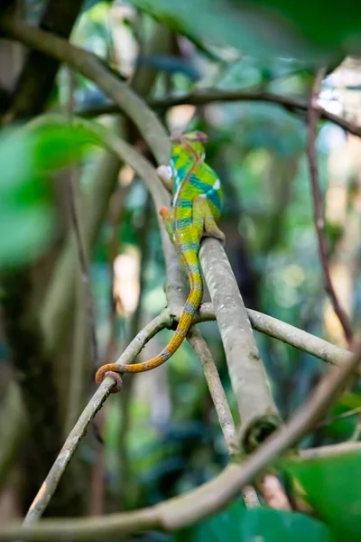 Tail Beautifully Colored Chameleon Looking Back Turning Its Eye Completely — Foto de Stock