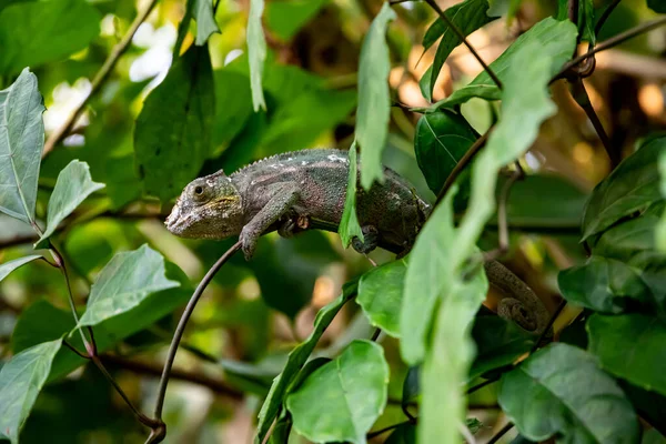 Chameleon Disguise Colors Zoo Zurich Switzerland — Stock Photo, Image