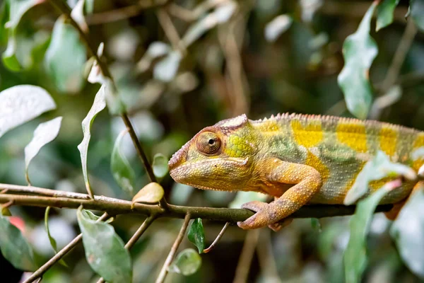 Close Chameleon Disguise Colors Zoo Zurich Switzerland — Stockfoto